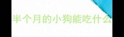 半个月的小狗能吃什么
