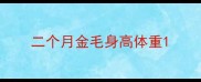 二个月金毛身高体重
