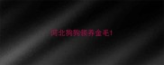 河北狗狗领养金毛