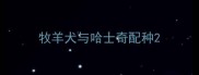 牧羊犬与哈士奇配种