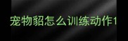 宠物貂怎么训练动作