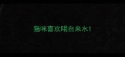 猫咪喜欢喝自来水