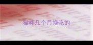 猫咪几个月换吃的