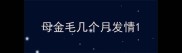 母金毛几个月发情