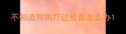 不知道狗狗打过疫苗怎么办