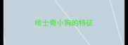 哈士奇小狗的特征
