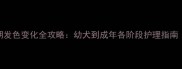 约克夏换毛期发色变化全攻略幼犬到成年各阶段护理指南附对比图