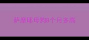 萨摩耶母狗8个月多高