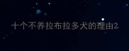 十个不养拉布拉多犬的理由