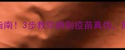 狗狗疫苗避坑指南3步教你辨别疫苗真伪附官方查询渠道