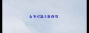 金毛标准体重身高