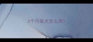 3个月柴犬怎么养