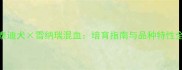 泰迪犬雪纳瑞混血培育指南与品种特性全
