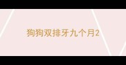狗狗双排牙九个月