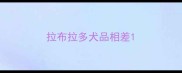 拉布拉多犬品相差