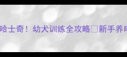 30天养成合格哈士奇幼犬训练全攻略新手养哈士奇必看