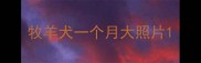牧羊犬一个月大照片