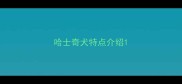 哈士奇犬特点介绍
