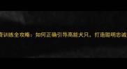 哈士奇训练全攻略如何正确引导高能犬只打造聪明忠诚伙伴