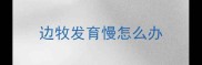 边牧发育慢怎么办