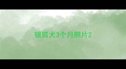 银狐犬3个月照片