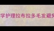 宠物吹干养护全攻略如何科学护理拉布拉多毛发避免皮肤损伤附5大专业技巧