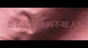 怎么让泰迪狗不咬人