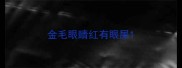 金毛眼睛红有眼屎