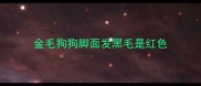 金毛狗狗脚面发黑毛是红色