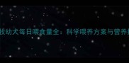 三个月边牧幼犬每日喂食量全科学喂养方案与营养搭配指南