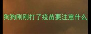 狗狗刚刚打了疫苗要注意什么