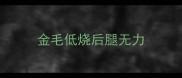 金毛低烧后腿无力