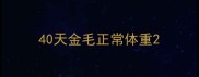 40天金毛正常体重