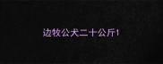 边牧公犬二十公斤