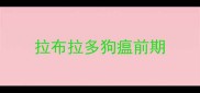 拉布拉多狗瘟前期