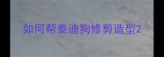 如何帮泰迪狗修剪造型