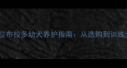 奶白色拉布拉多幼犬养护指南从选购到训练全攻略