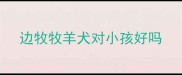 边牧牧羊犬对小孩好吗