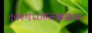 小狗可以用开塞露吗