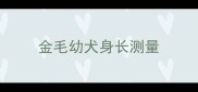 金毛幼犬身长测量