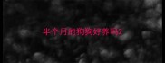 半个月的狗狗好养吗