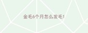 金毛6个月怎么发毛