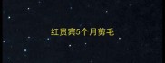 红贵宾5个月剪毛