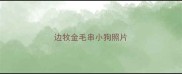边牧金毛串小狗照片