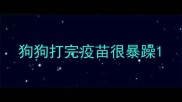 狗狗打完疫苗很暴躁