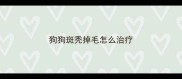 狗狗斑秃掉毛怎么治疗