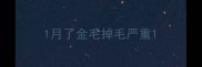 1月了金毛掉毛严重