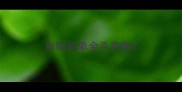 自制简单金毛狗粮