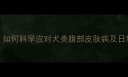 宠物护理如何科学应对犬类腹部皮肤病及日常预防策略
