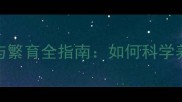 边境牧羊犬白毛护理与繁育全指南如何科学养护及选择健康种犬